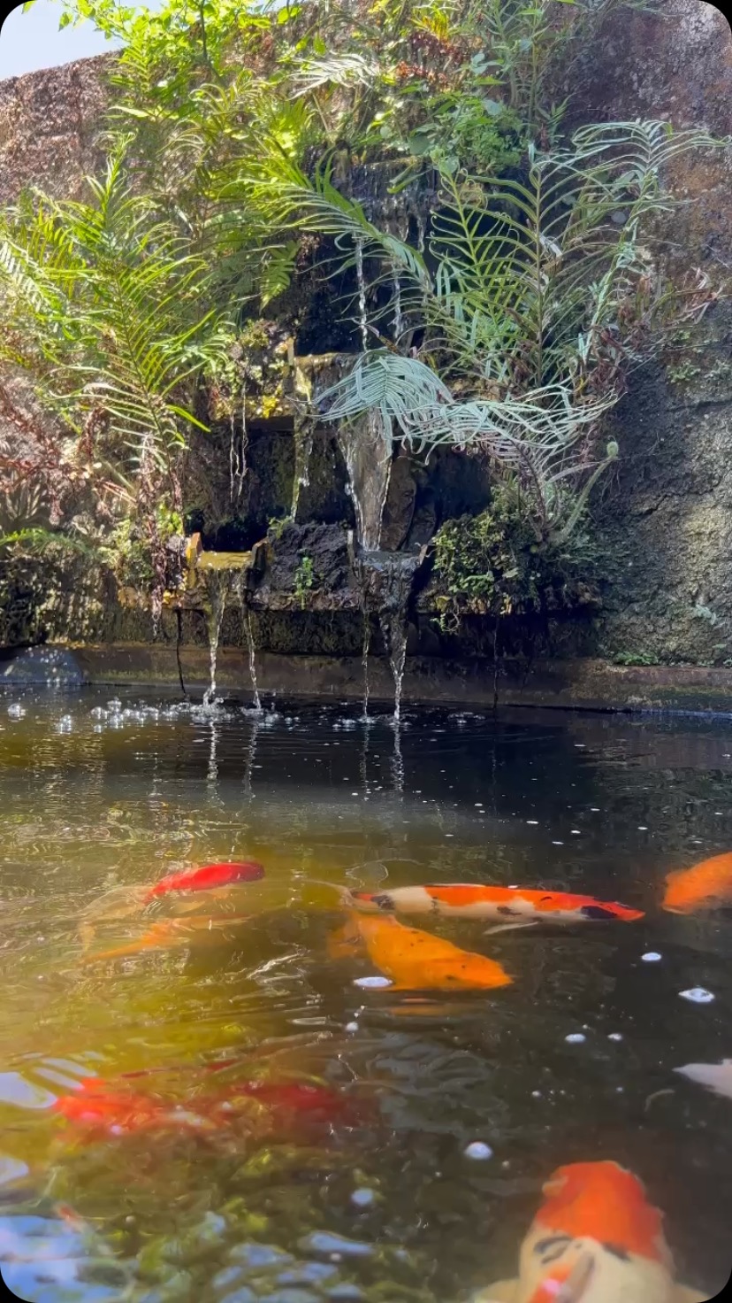 🌿✨ Our hidden oasis in the heart of Wanagiri ✨🌿
Step into serenity at The Garuda Hotel — where the cool mountain breeze, birdsong, and lush greenery invite you to slow down and simply be.
Whether you’re sipping tea under the trees or journaling by the flowers, our garden is your personal sanctuary. 🌸☁️
📍 Located between Munduk & Bedugul
🌱 A peaceful escape with nature all around
📸 Tag your moment: #GarudaHotelWanagiri #GardenOasisBali